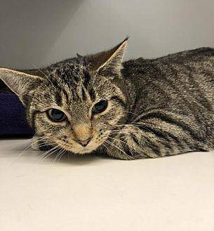 1Cat, 9 mont (20296749)