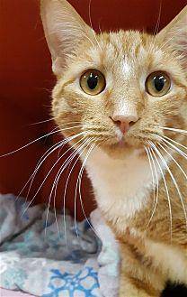 Simba @ Pets (20627127)