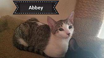 Abbey (KM) (19768546)