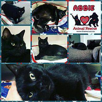 Abbie (20378542)