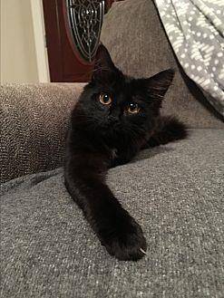Abby (19334429)