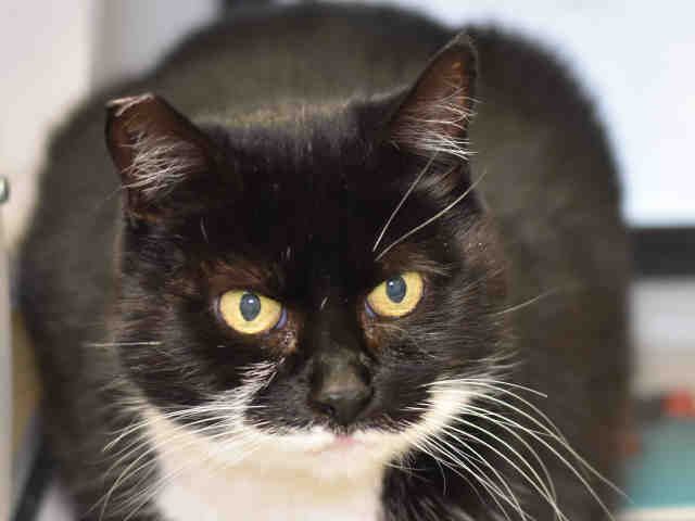ABBY (A1067718)
