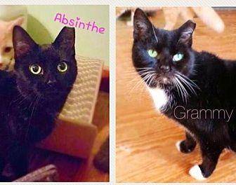 Absinthe & G (17593818)