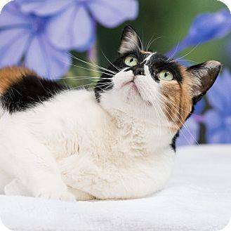 Addison (16549311)
