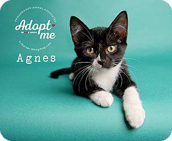 Agnes (18848577)