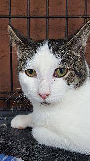 Ajax (19411200)