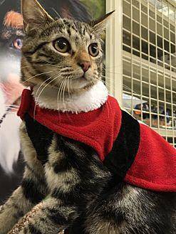 Alex-ADOPTED (19413278)