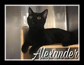 Alexander (19512645)