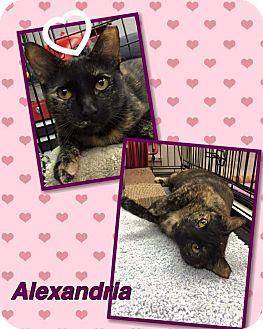 Alexandria (16398081)