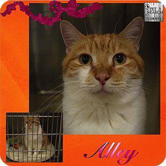 Alley (17584544)