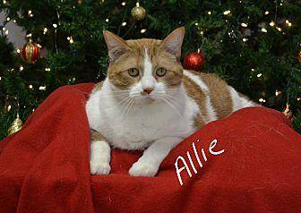Allie (20183266)