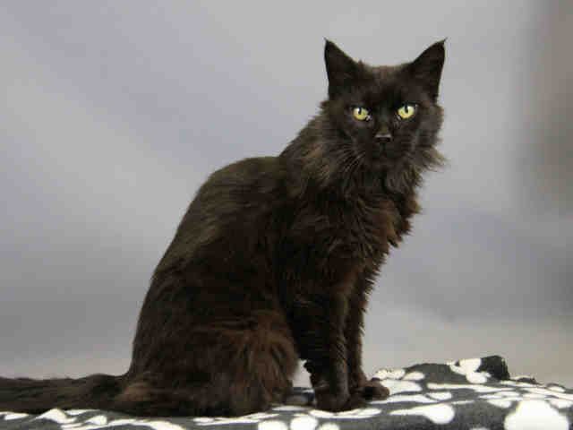 ALLISON (A104563)