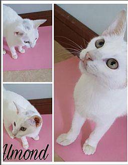Almond (20153623)