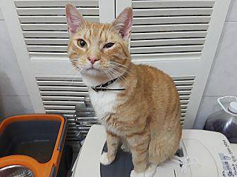 Amber (20146671)