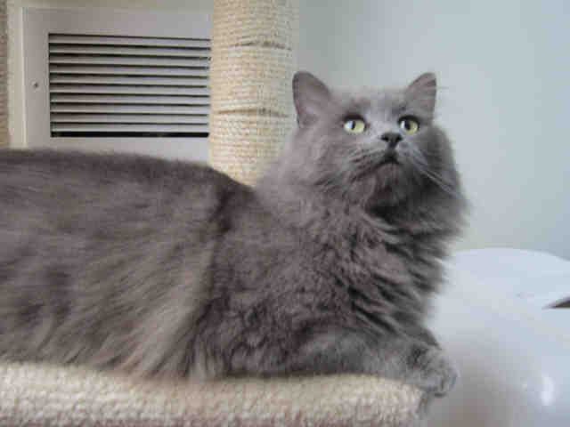 AMBER (A1069077)