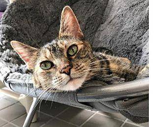 Amber (Westh (20262027)
