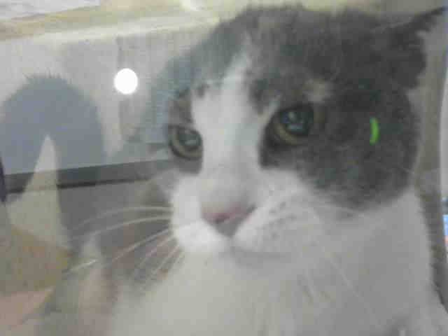 AMORE (A897149)