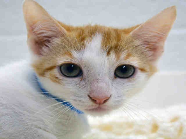 ANDREW (A1914827)