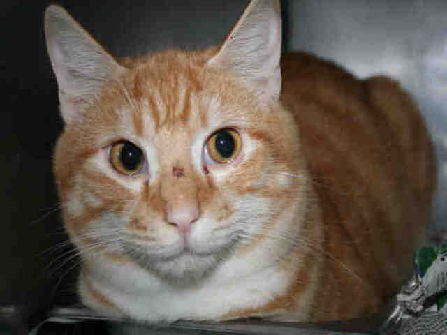 *ANDY (A492313)