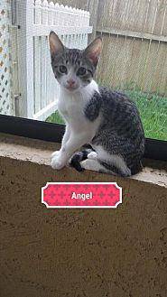 Angel (19768544)