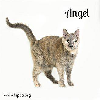 Angel (20398752)