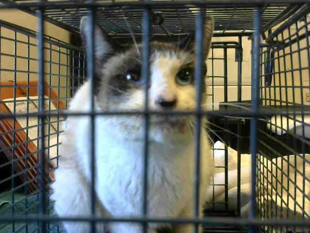 *ANGEL FACE (A729504)