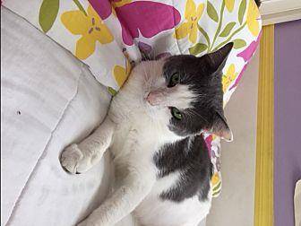 Angel (FIV) (17749172)