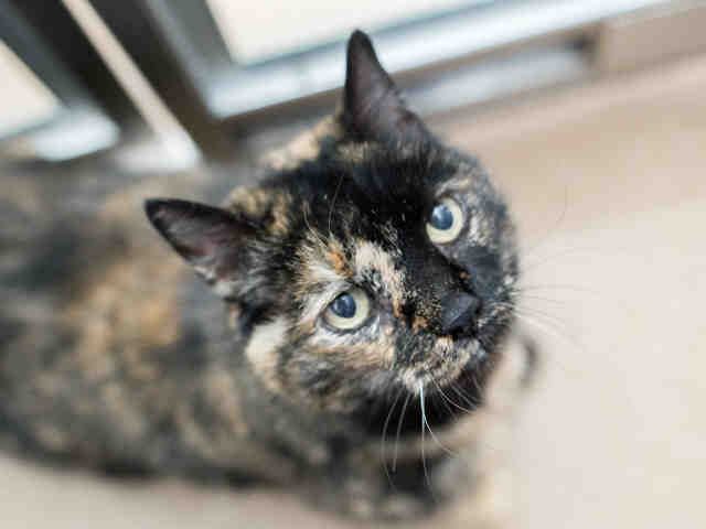 ANNABELLE (A903893)