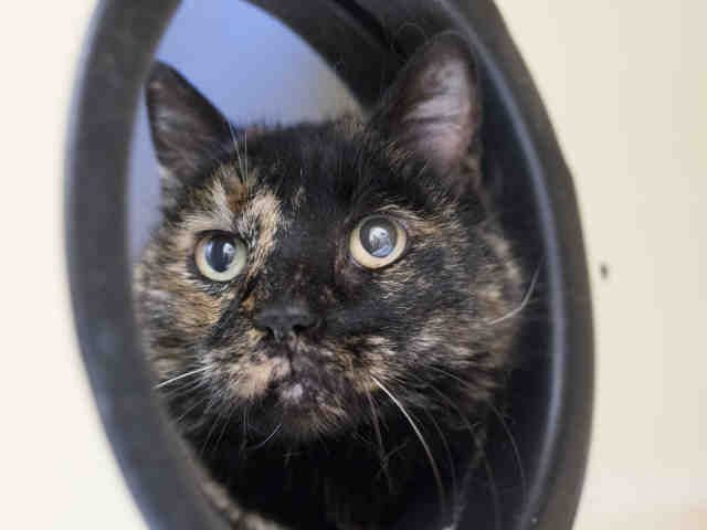 ANNABELLE (A903893)