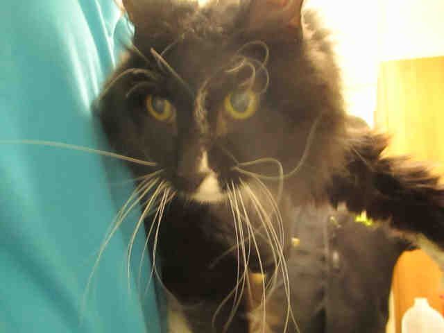 ANNIE (A178351)