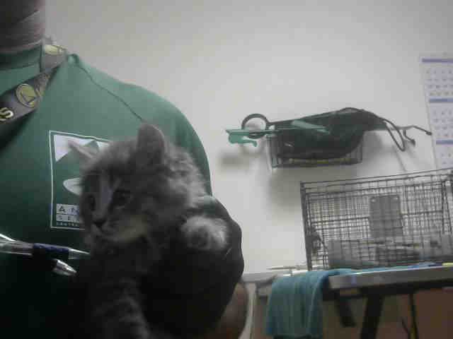 ANNIE DEE (A904445)