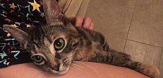 April Kitty (18515653)
