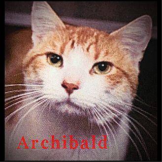 Archibald (20409339)
