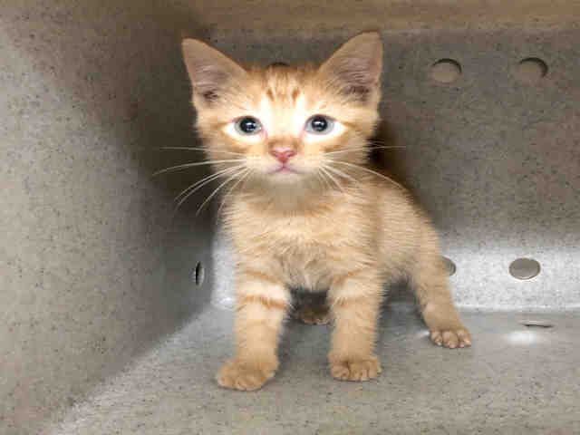 ARCHIE (A1931263)