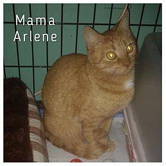 Arlene (20406801)