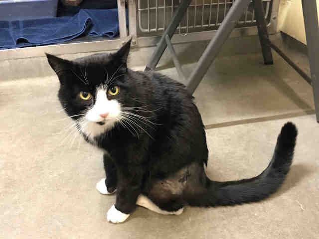 ARLO (A073514)