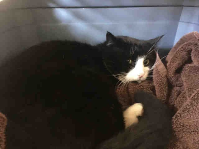 ARLO (A073514)