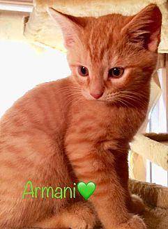 Armani (20158082)