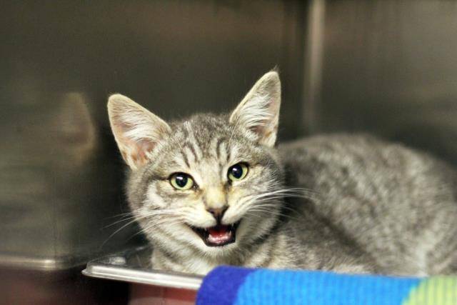 ASH (A104151)