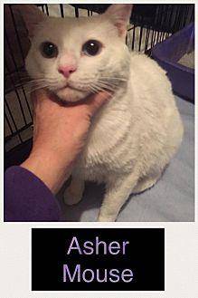Asher Mouse (20586088)