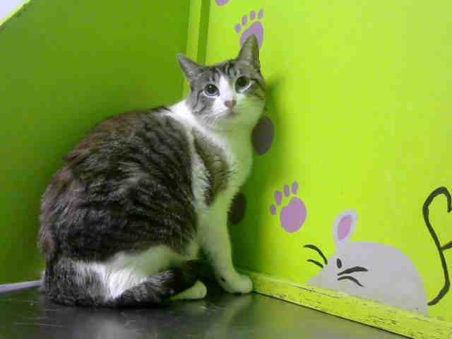 ASIA (A1366151)