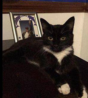 AUGGIE (20102663)