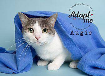 Augie (18872618)