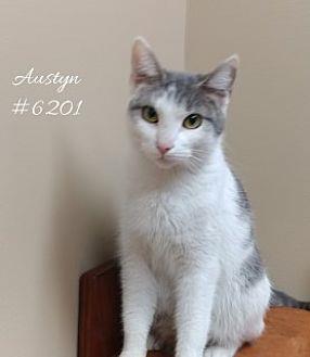 Austyn (20438689)