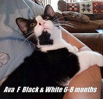 Ava (19691394)