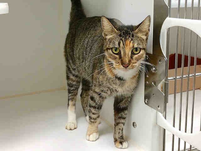 AVA (A005517)