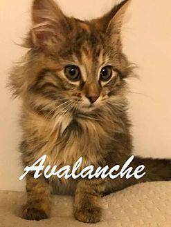 Avalanche, F (20376932)