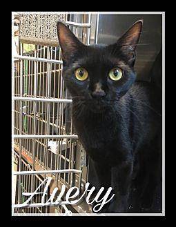 Avery (19512644)