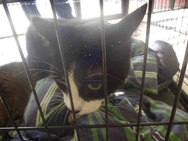 AXLE (A010997)