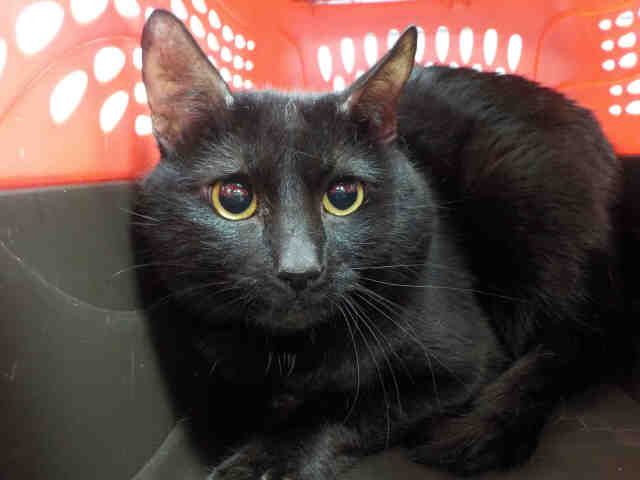 BABY BOY (A1935578)